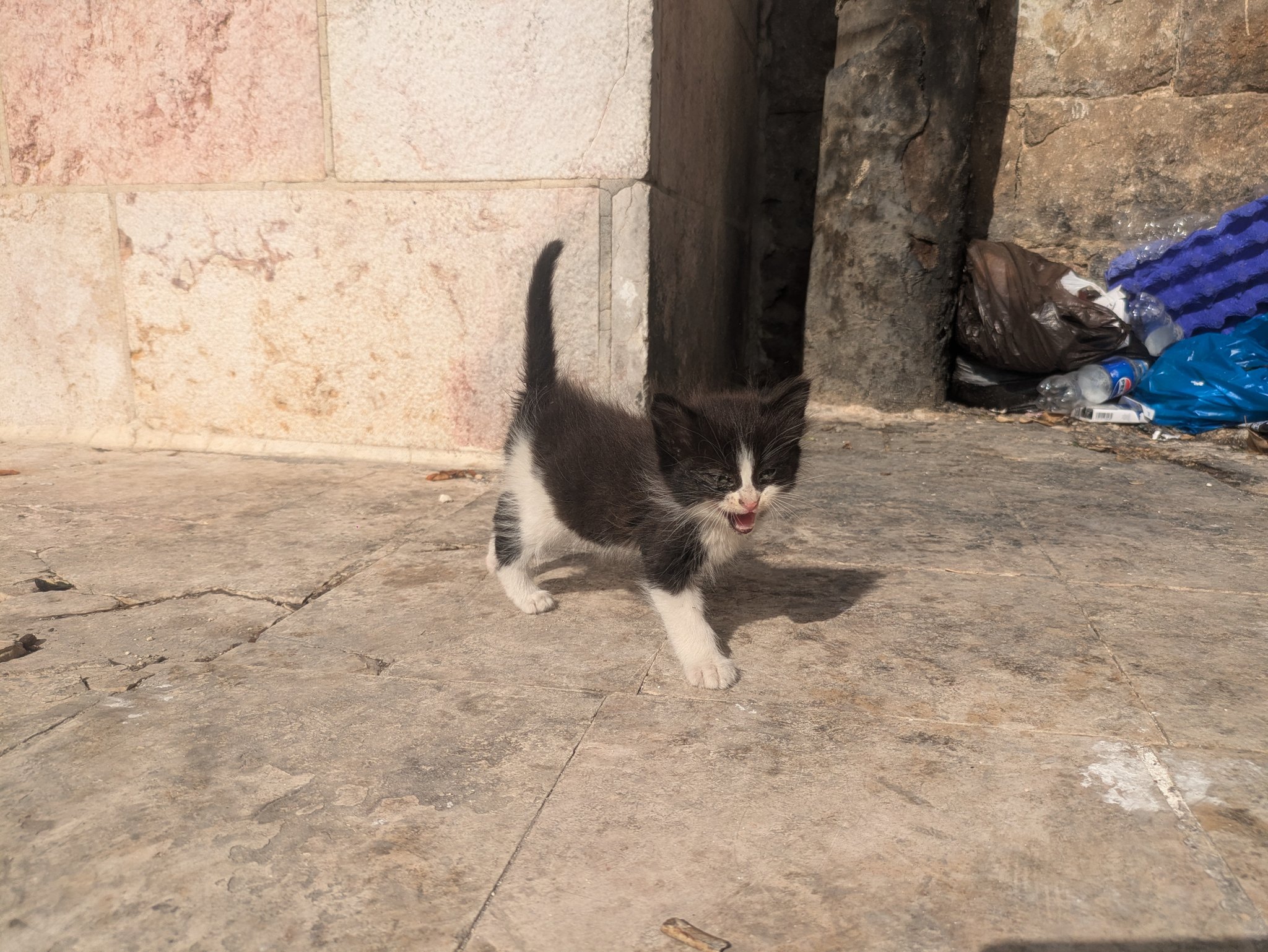 ローマ劇場へ下る途中の階段の子猫