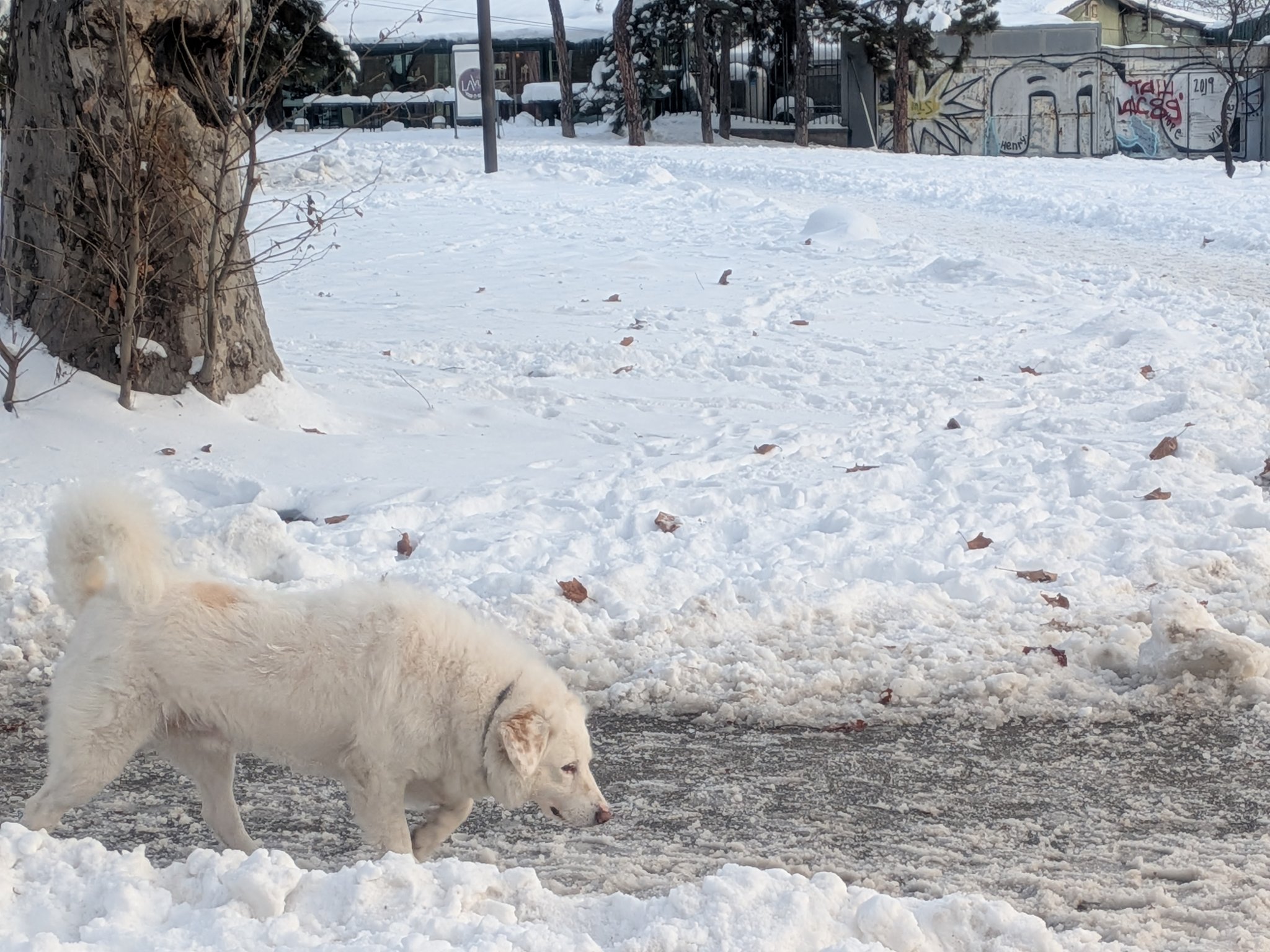 タシュマイダン公園の雪の中の白い犬