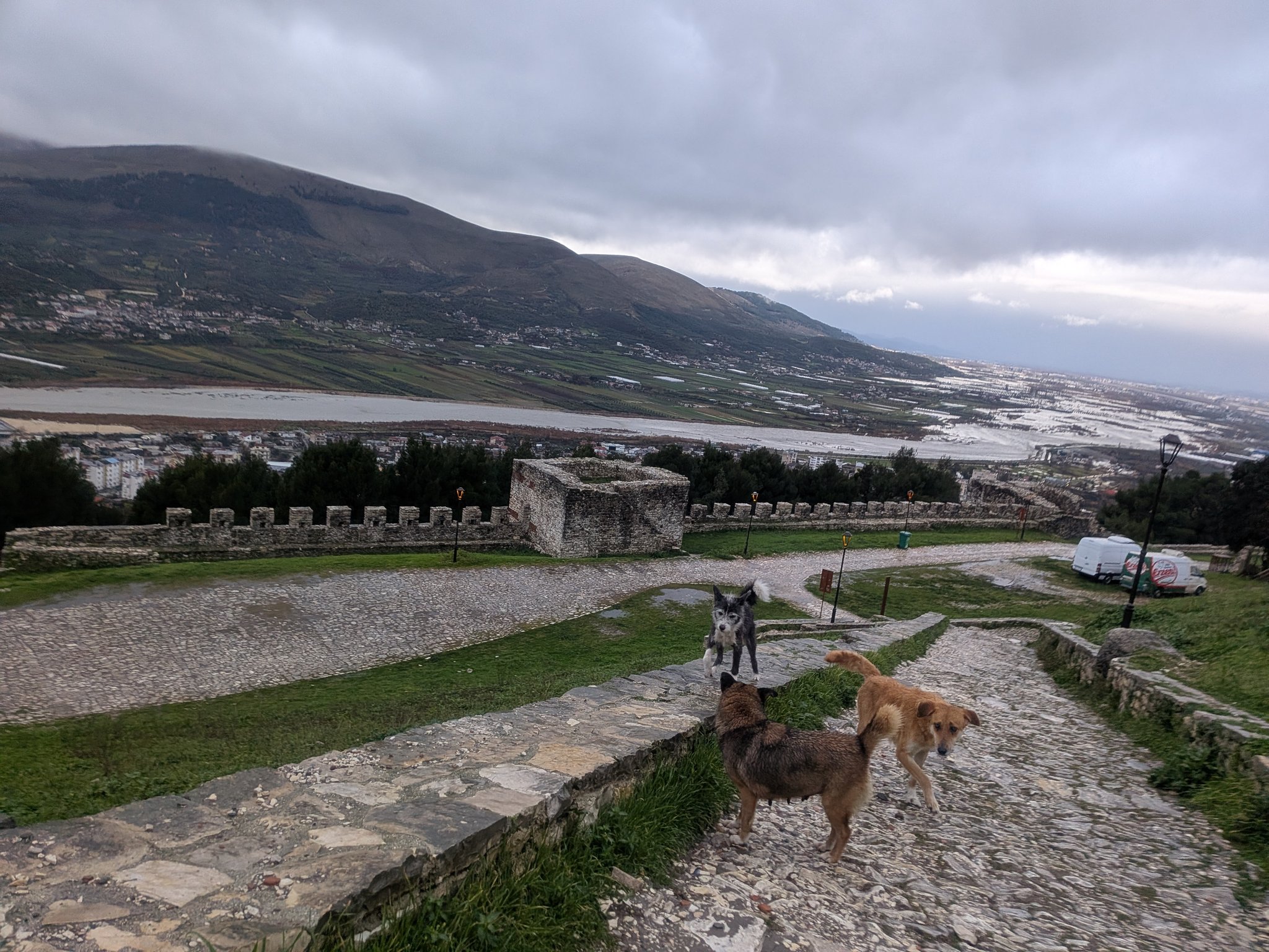 ベラト城でずっとついてきた野良犬たち