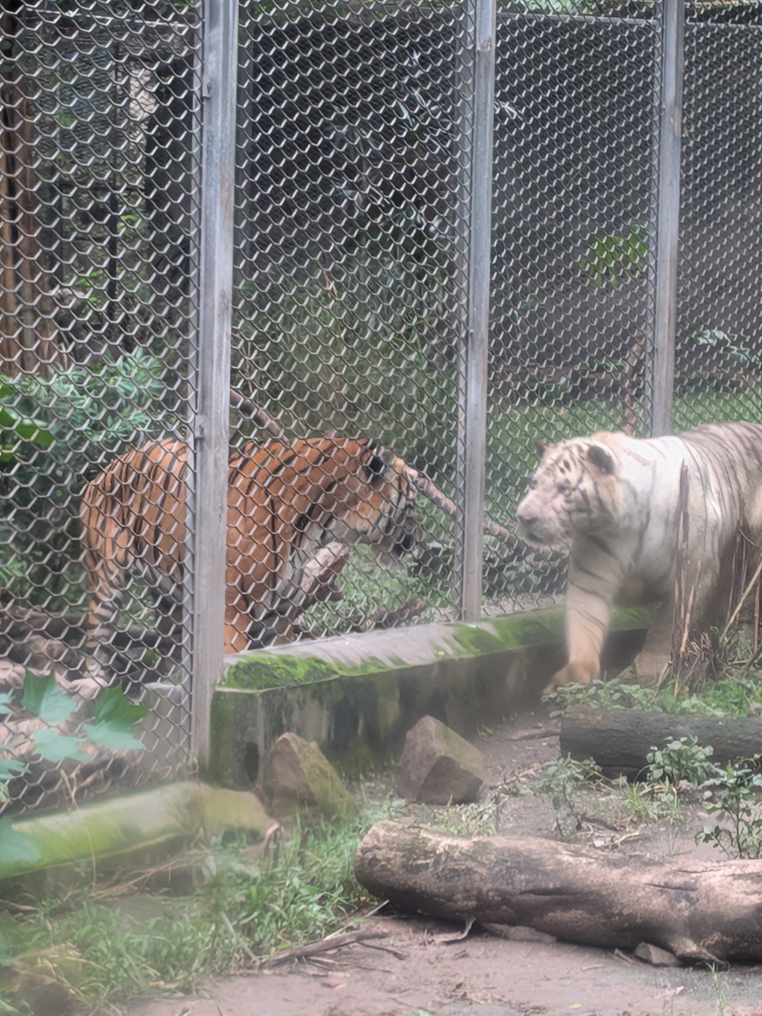 重慶動物園のトラとホワイトタイガー