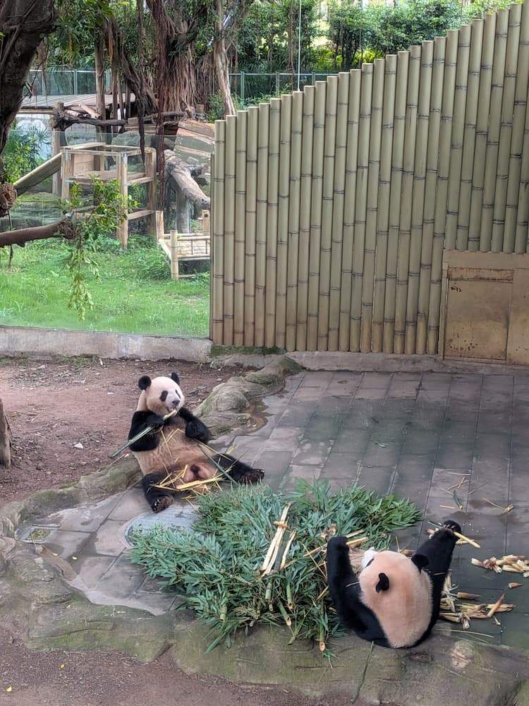 笹を食べる重慶動物園のジャイアントパンダ