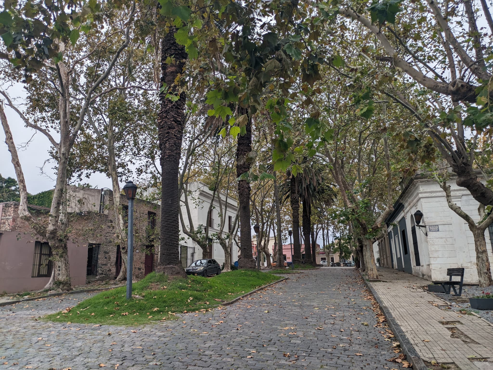 コロニアの並木道 Paseo de la Brecha