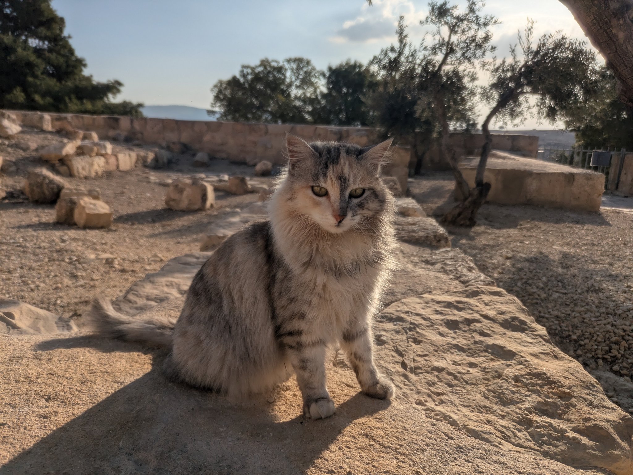 ネボ山の猫