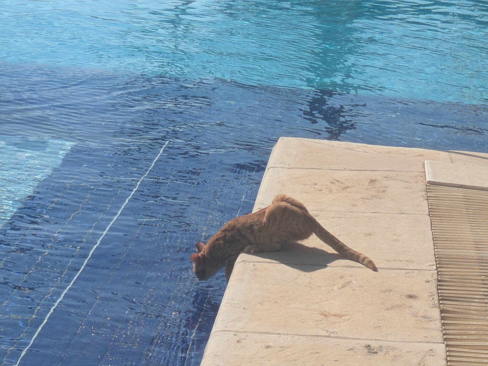 ラマダ・リゾートのプールの猫