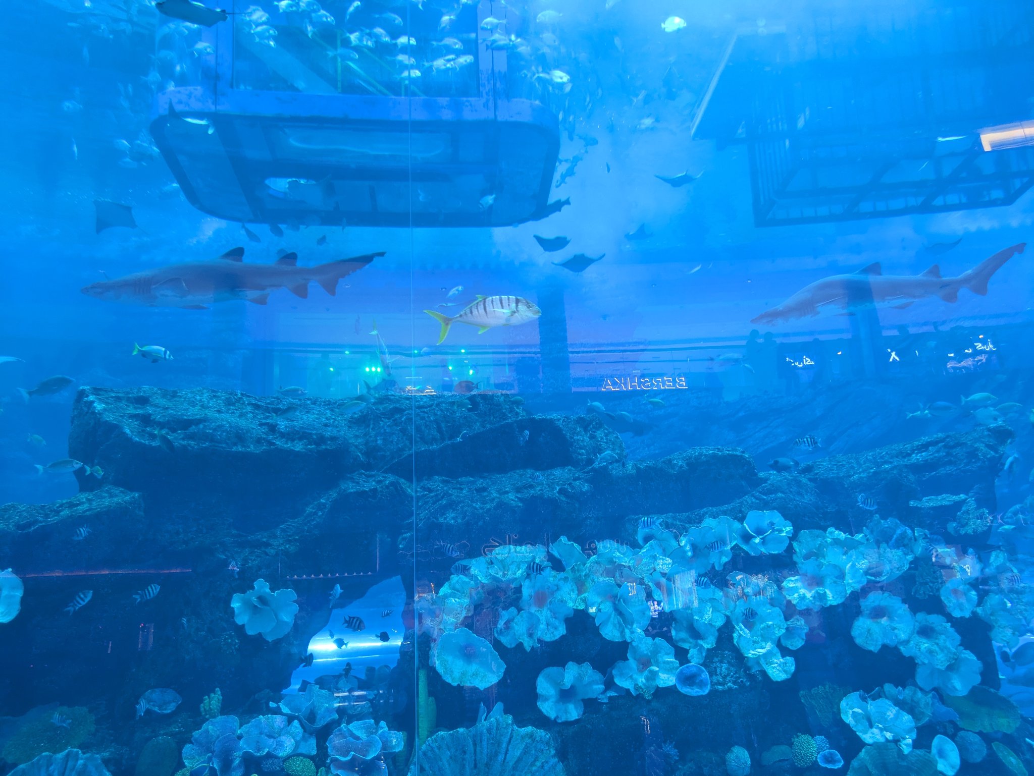 ドバイ水族館の水槽の中