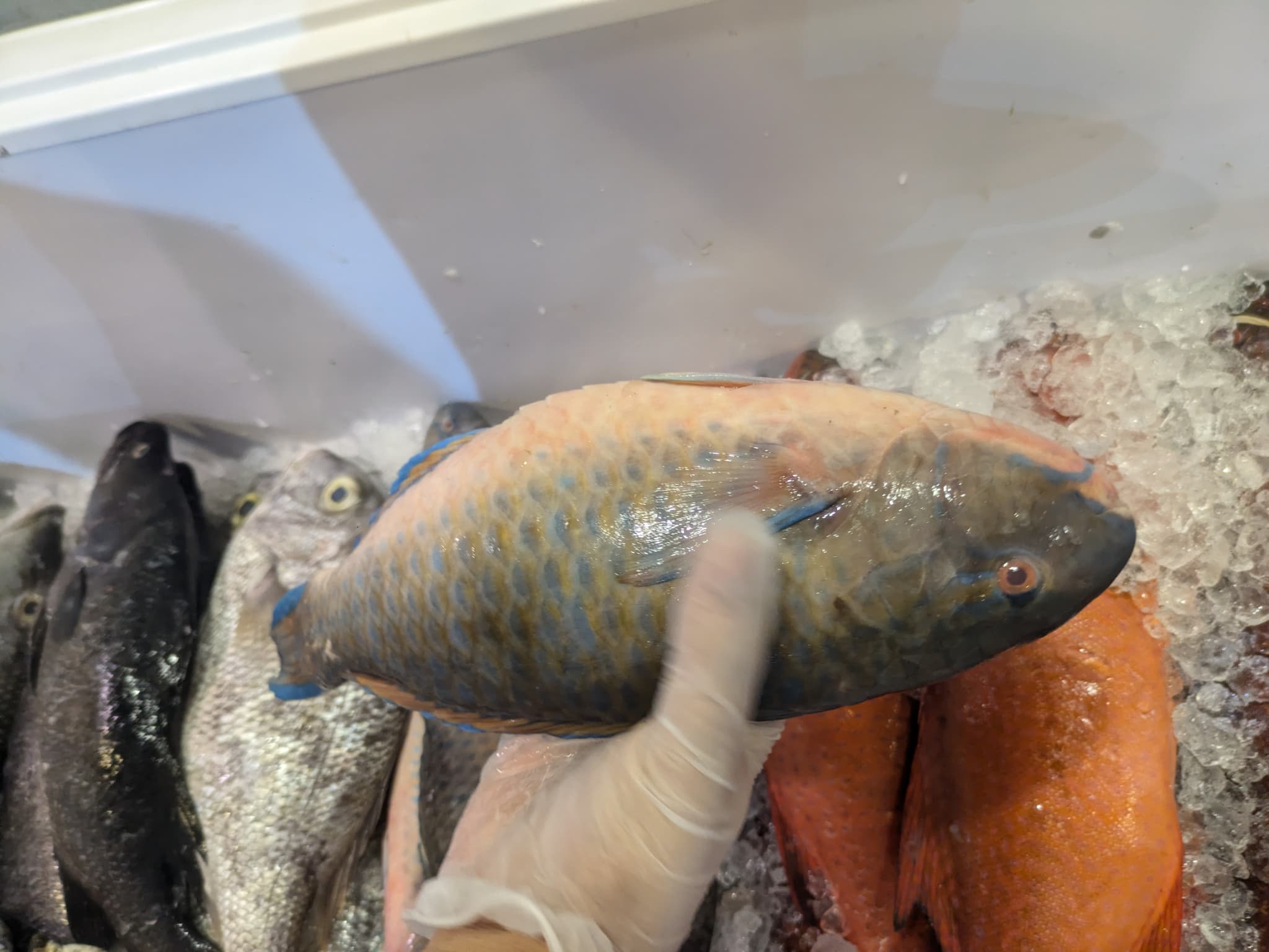 Ba’eshen Seafood で選んだブダイ(沖縄のイラブチャーのような魚)