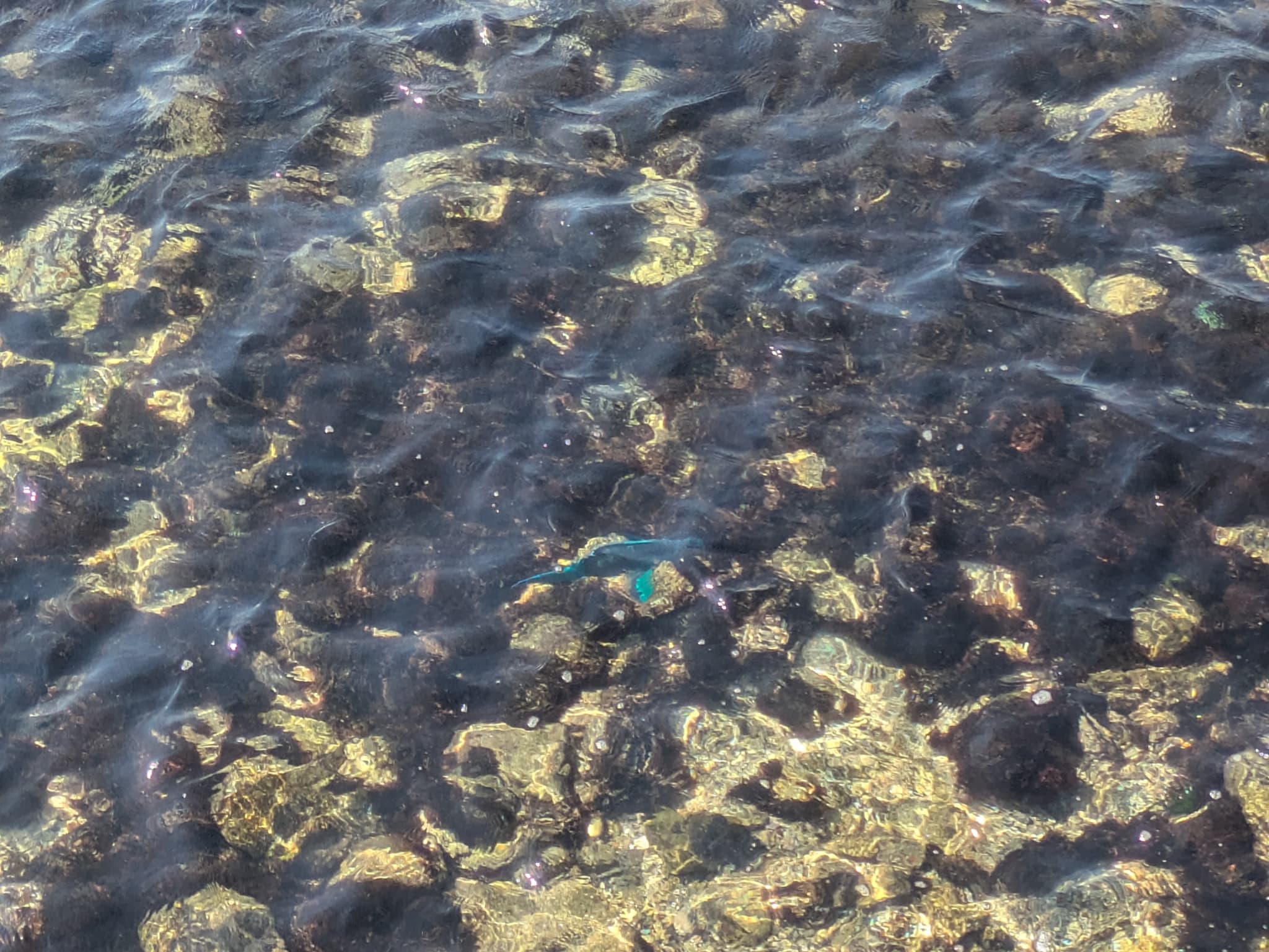 水上モスク周辺の透き通った紅海