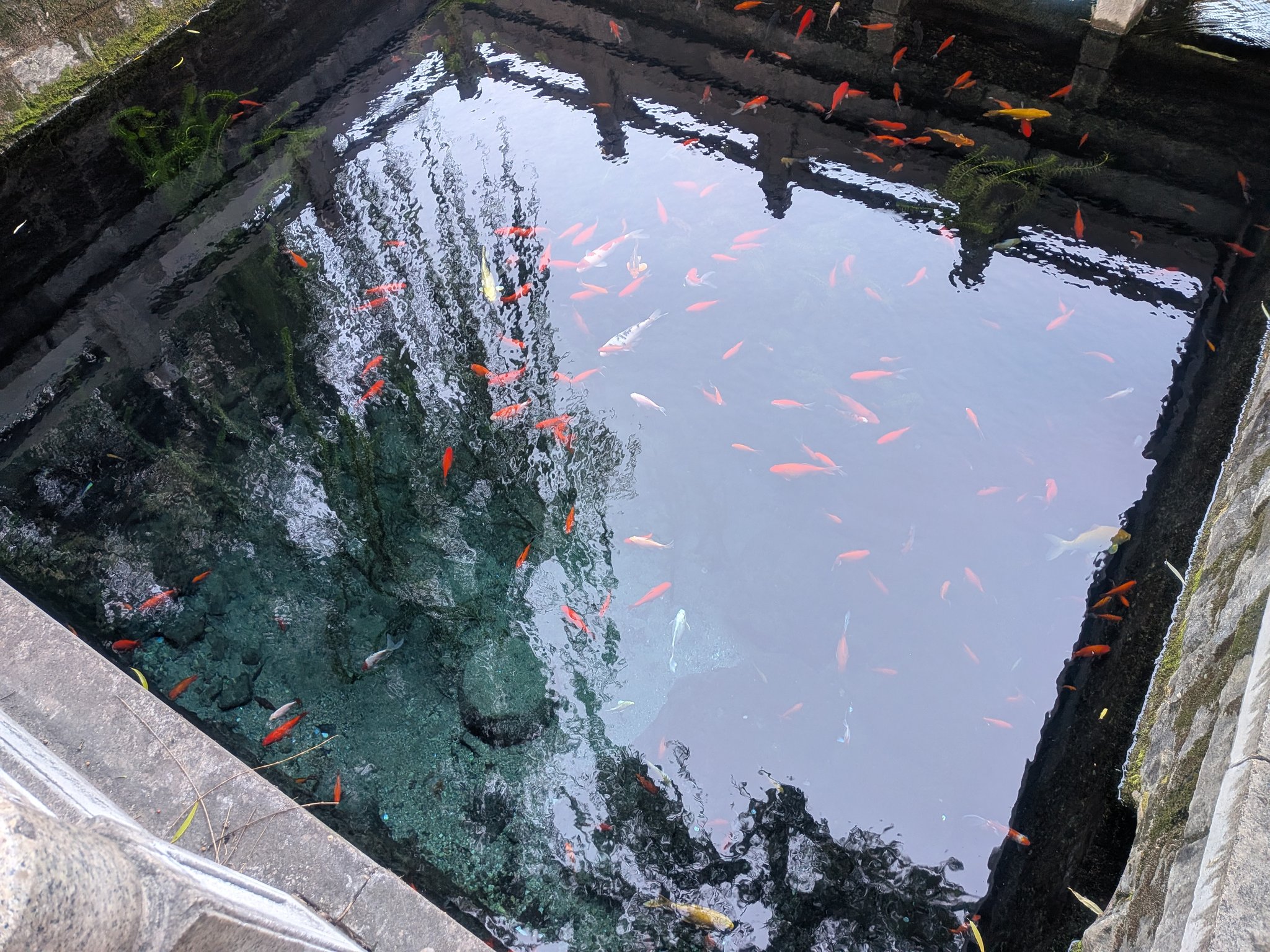 錦鯉が泳ぐ黒虎泉の透き通った水