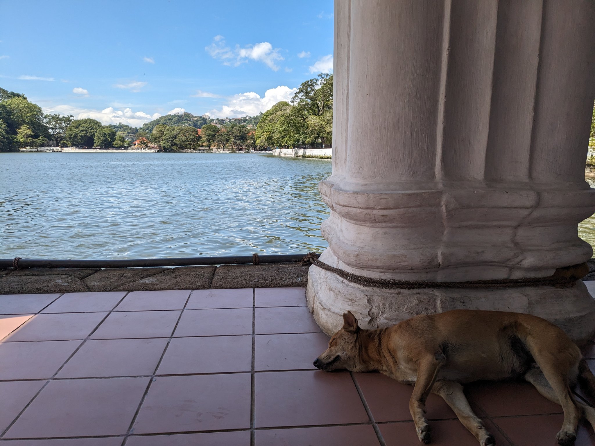 キャンディ湖のほとりの白い柱の建物と寝ている犬