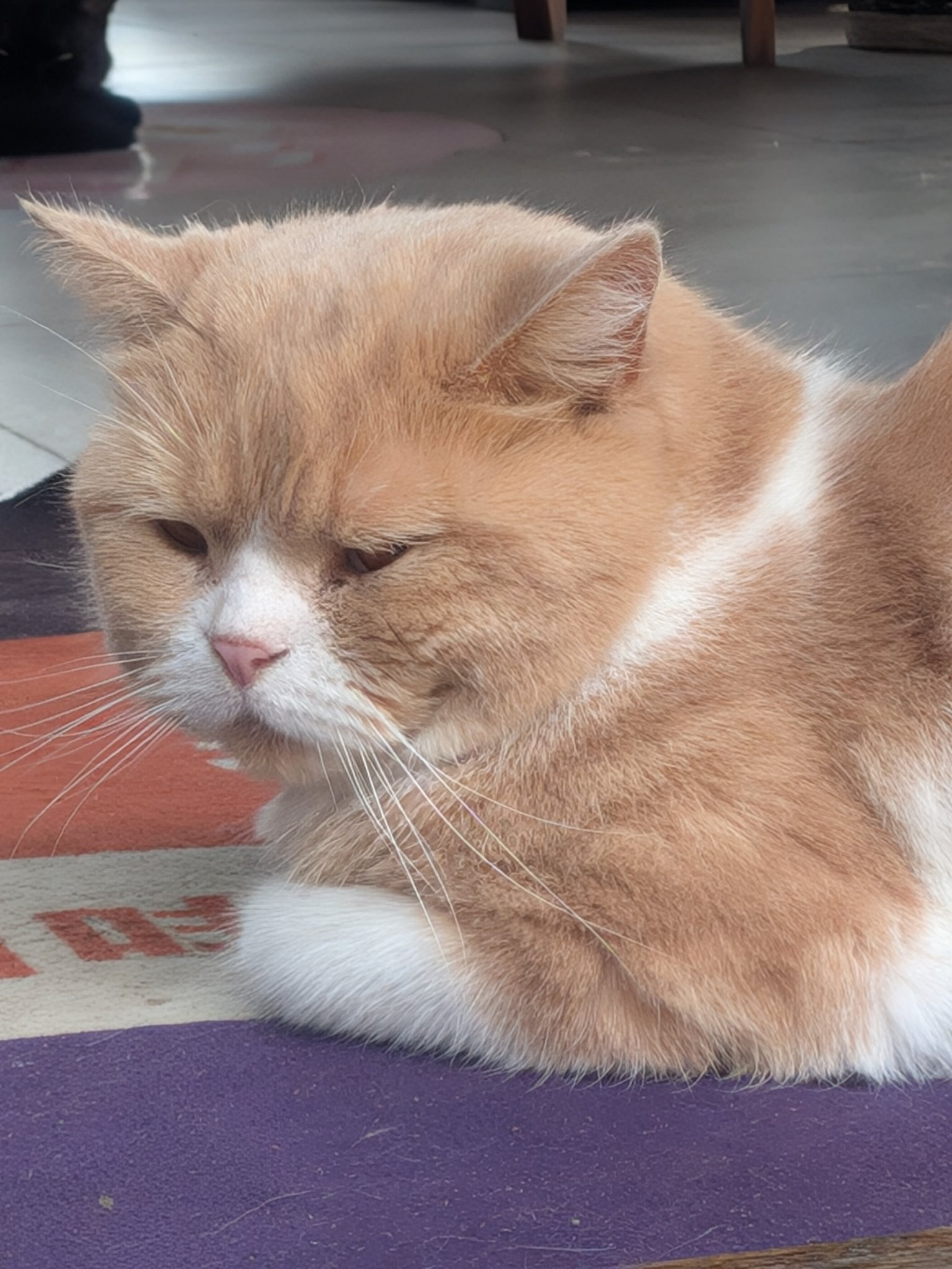 麗江古城のカフェの前でくつろぐ猫