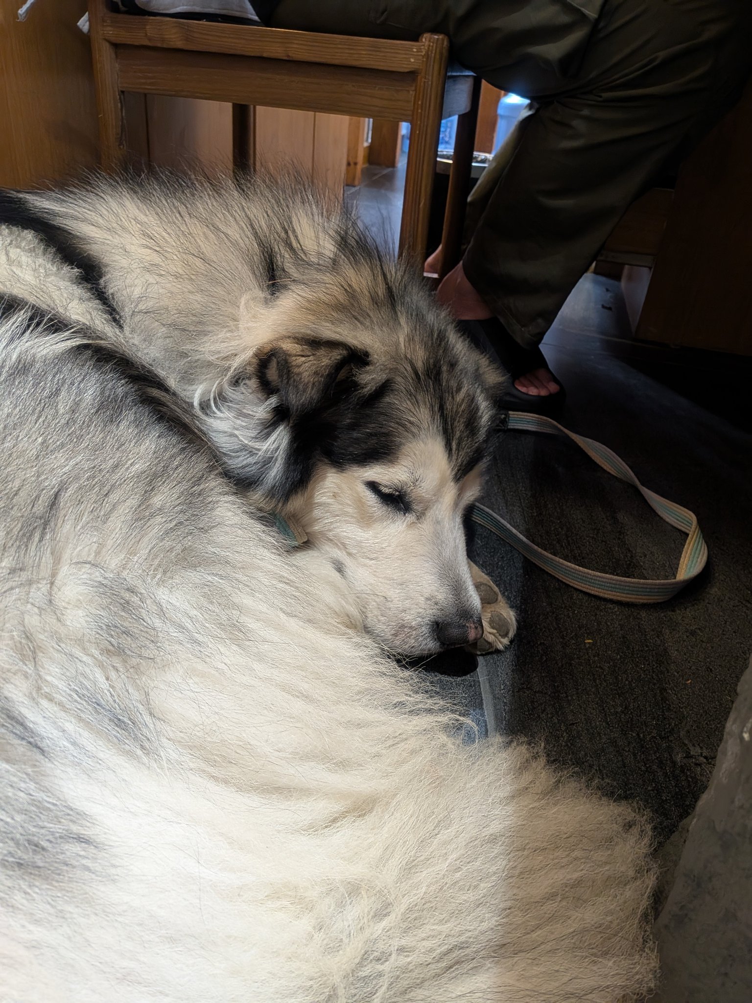 麗江古城のお店で寝ていた犬