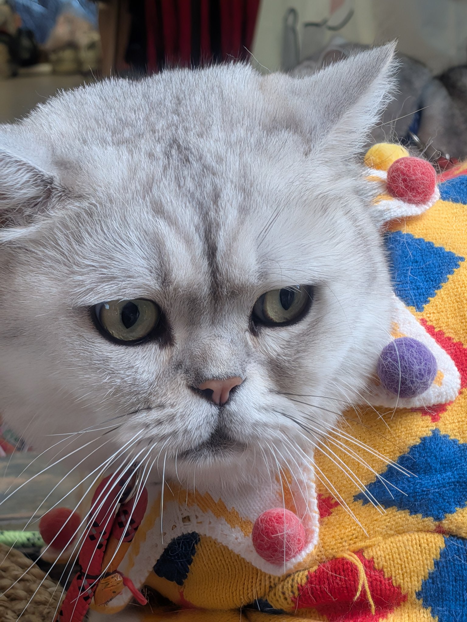 束河古鎮のお店にいた衣装を着た猫