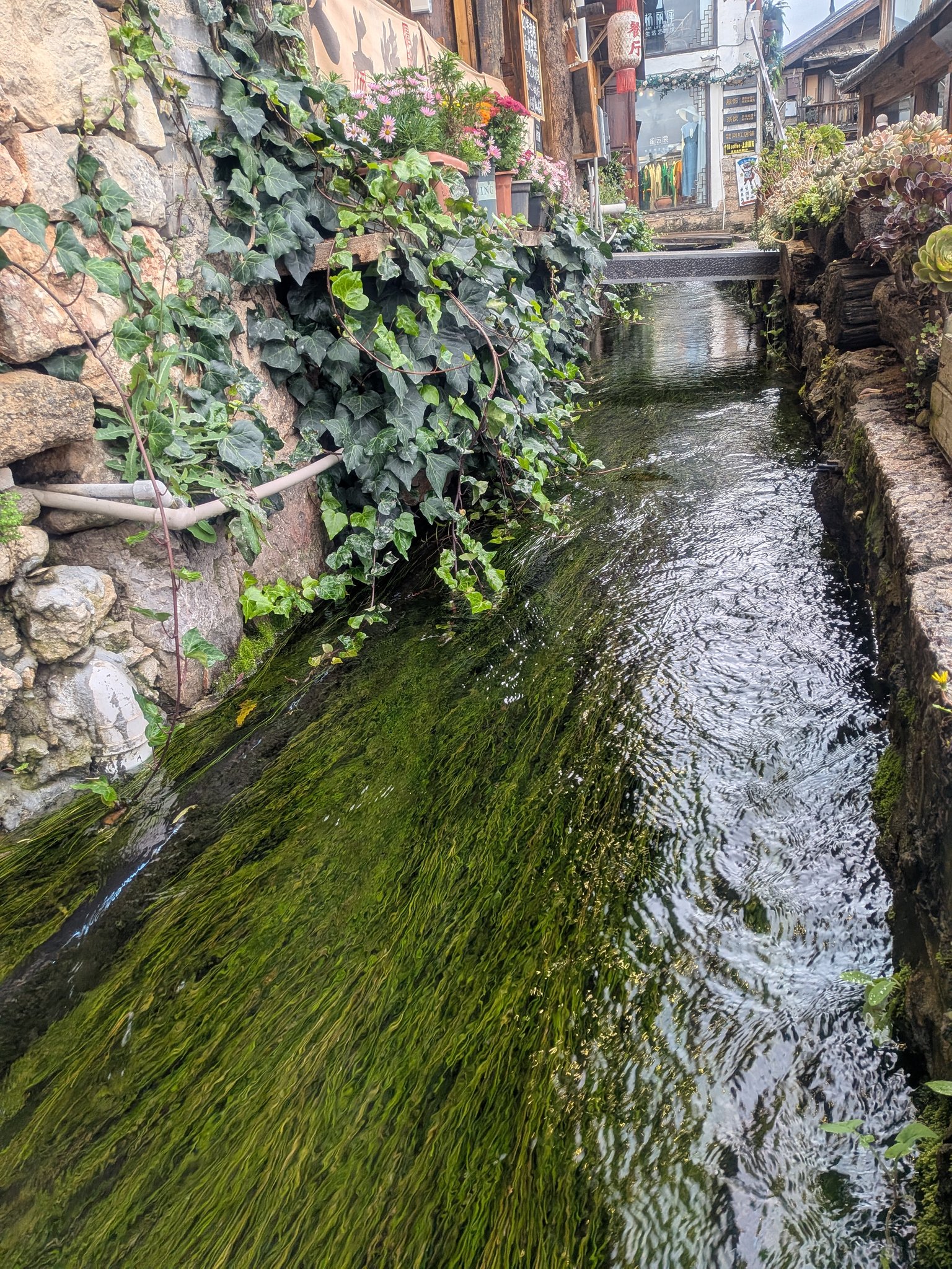 束河古鎮の水草が揺れる小川