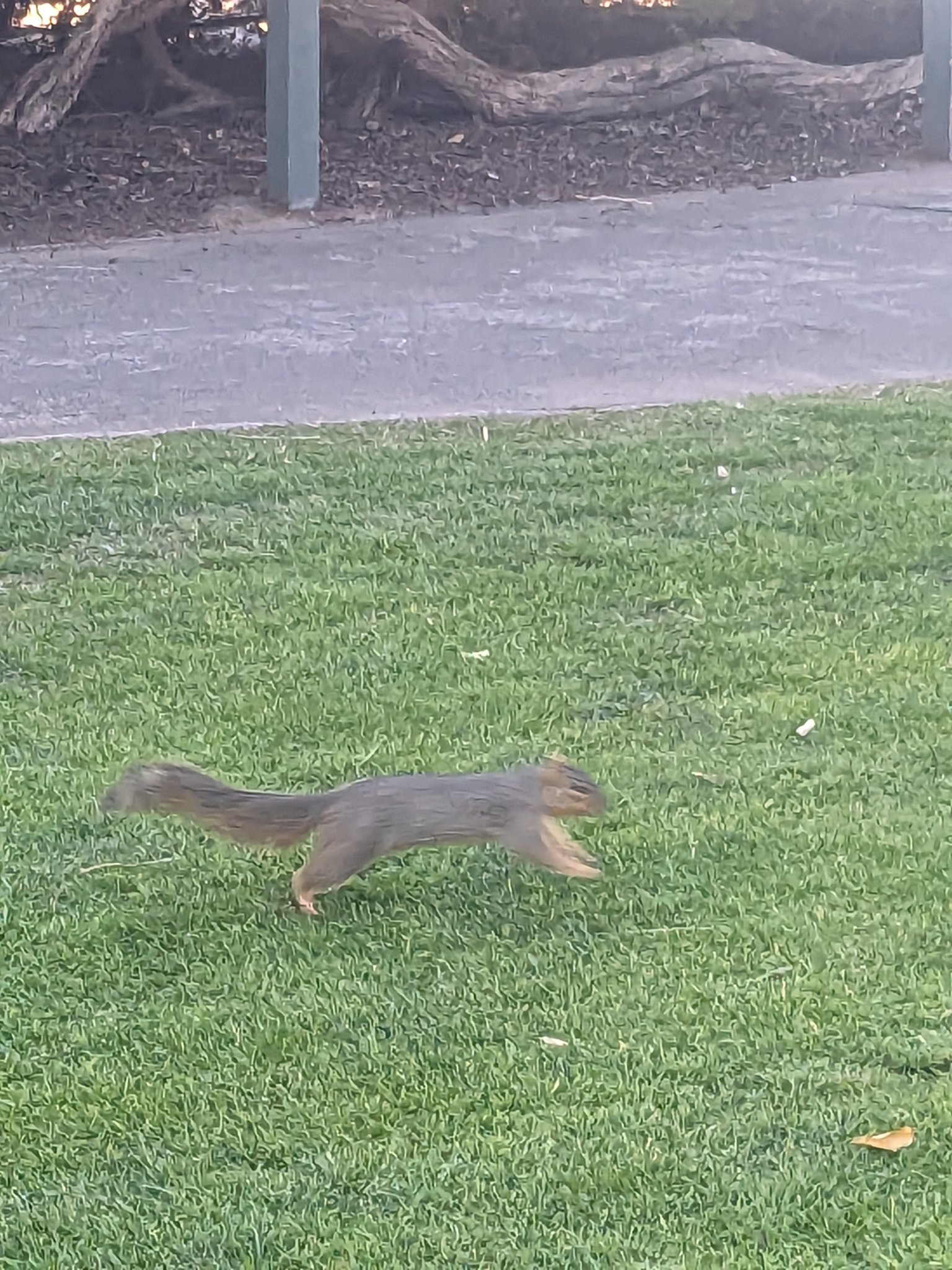 パリセーズ公園のリス