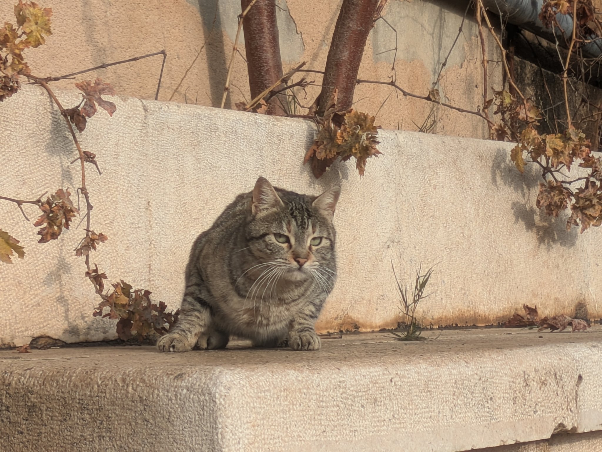 マダバ考古学公園の石段にいたキジトラの猫