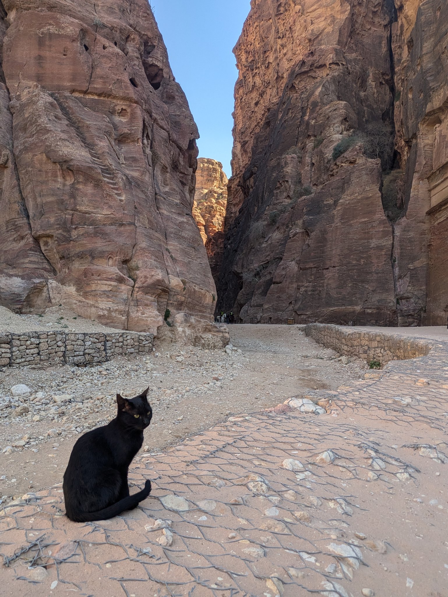ペトラの黒猫