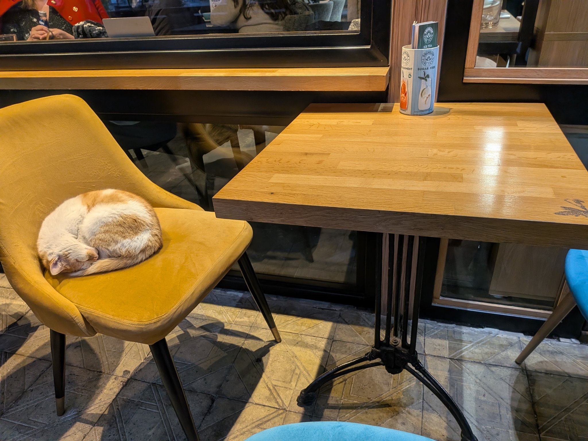 プロヴディフのカフェの椅子で寝る猫