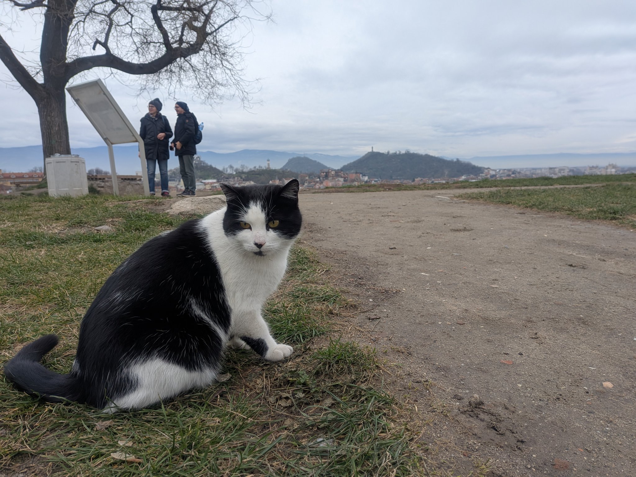 ネベット・テペの丘の猫