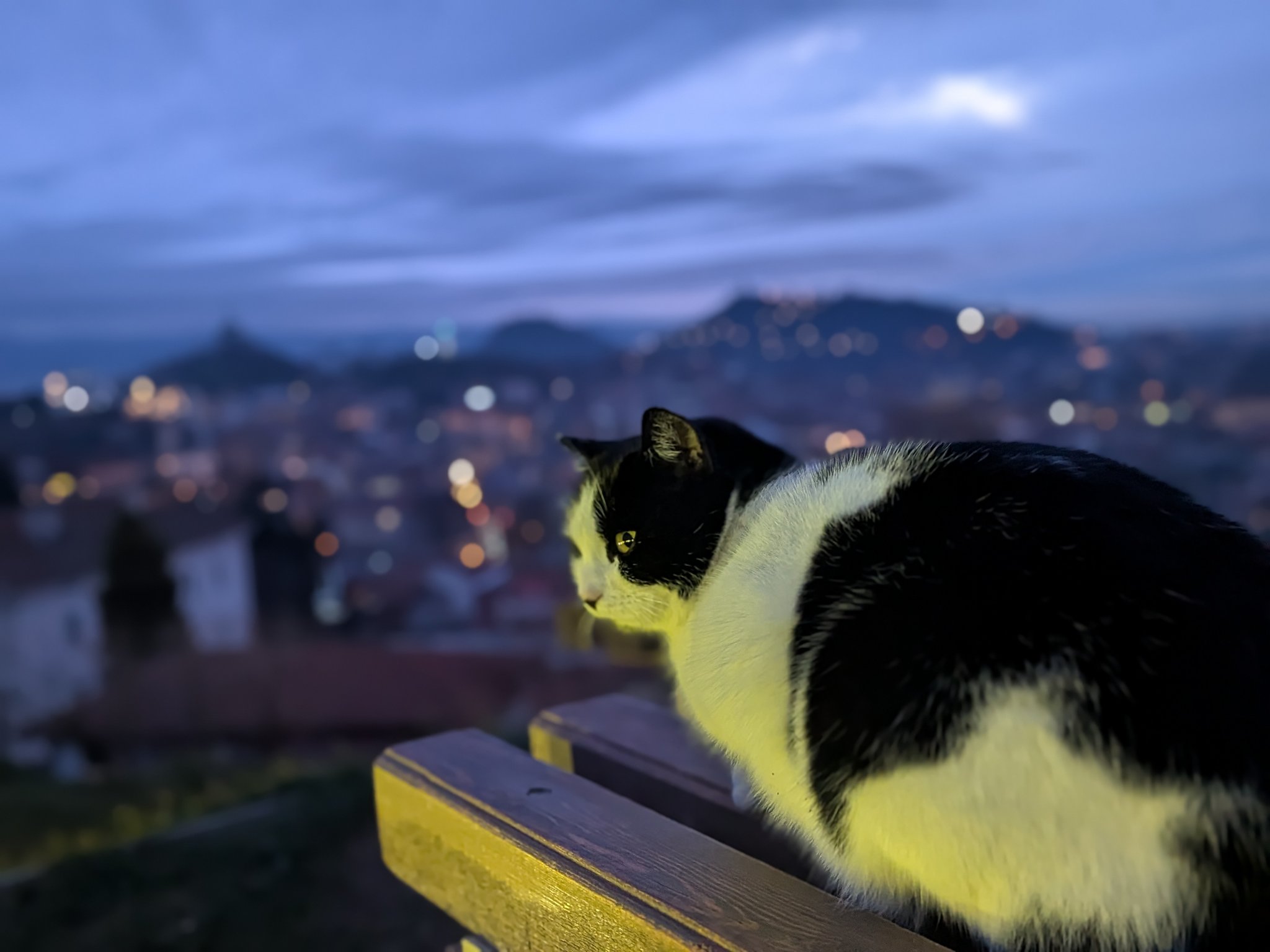 ネベット・テペの丘で夕景を眺める猫