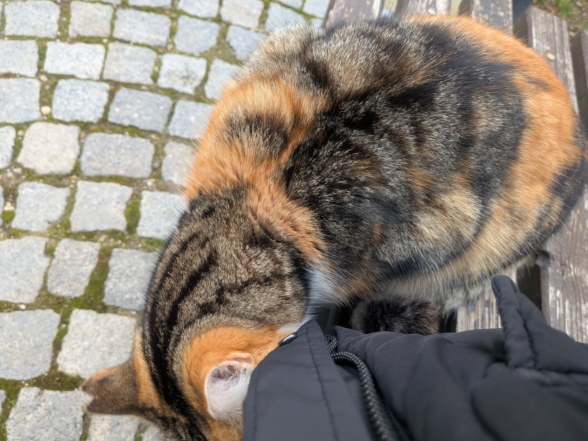 プロヴディフ旧市街の人懐っこい猫