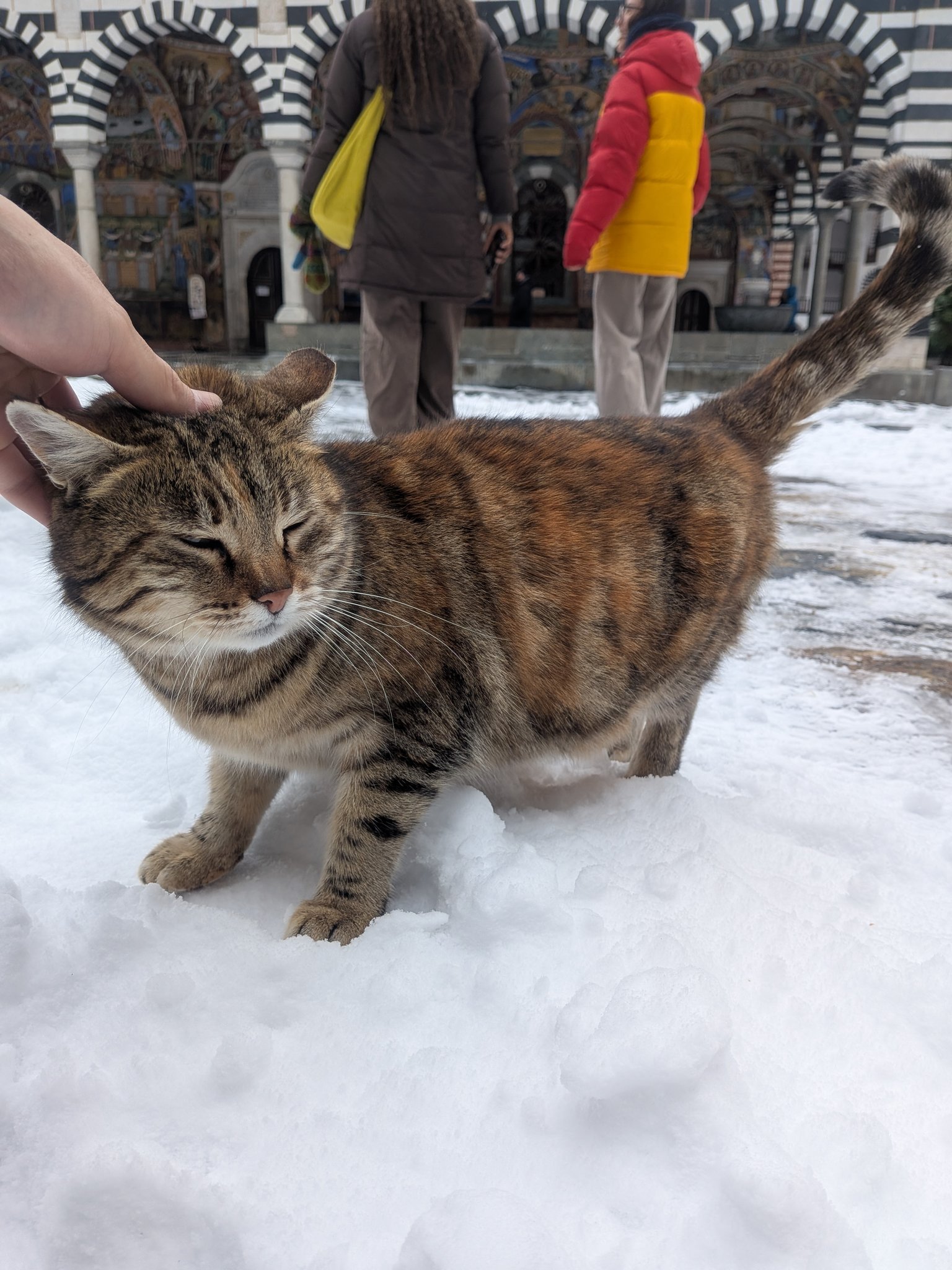 雪の中庭の猫