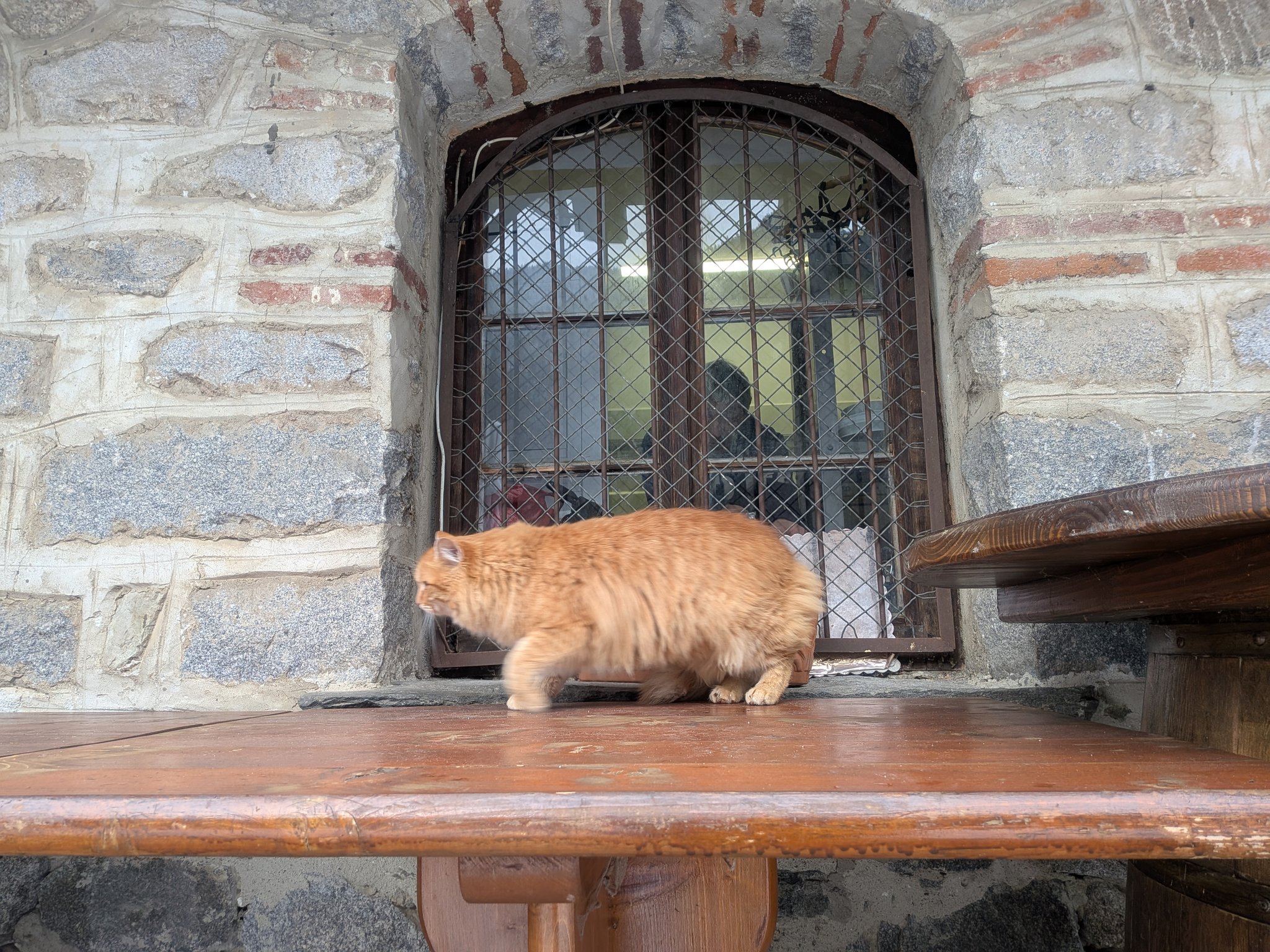 修道院の窓辺の茶トラの猫