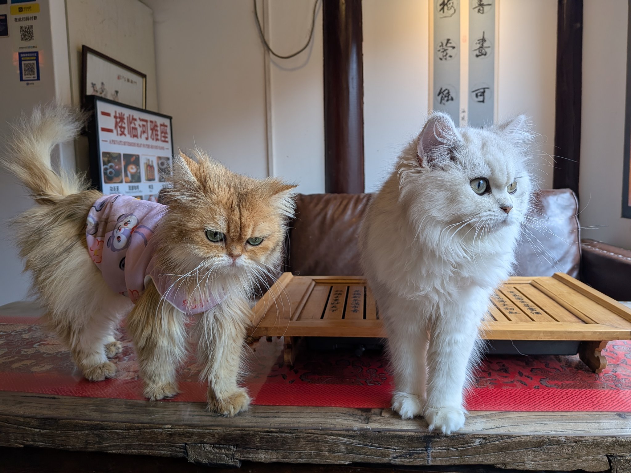朱家角の猫カフェの猫