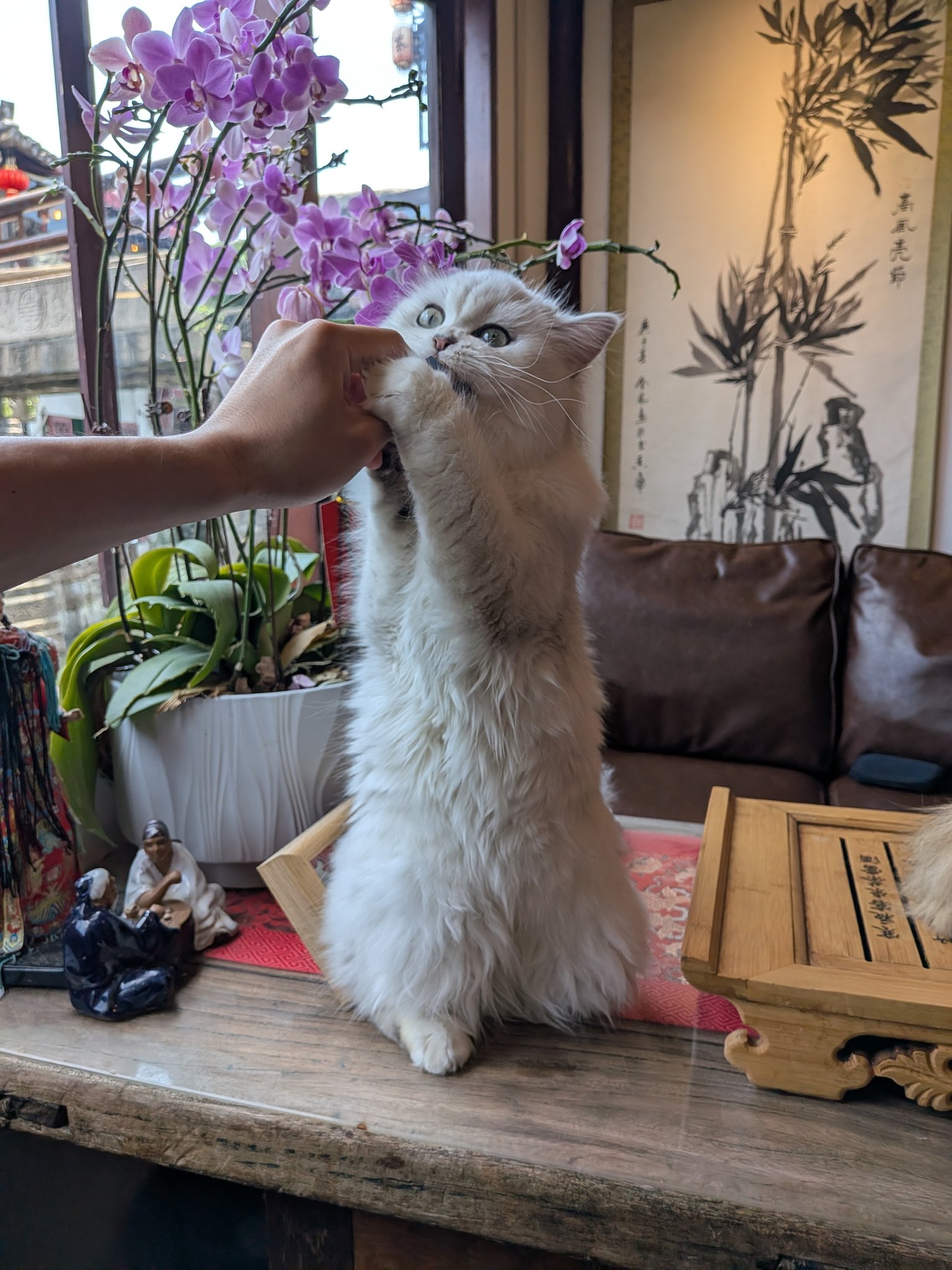 おやつをもらおうと立ち上がる猫