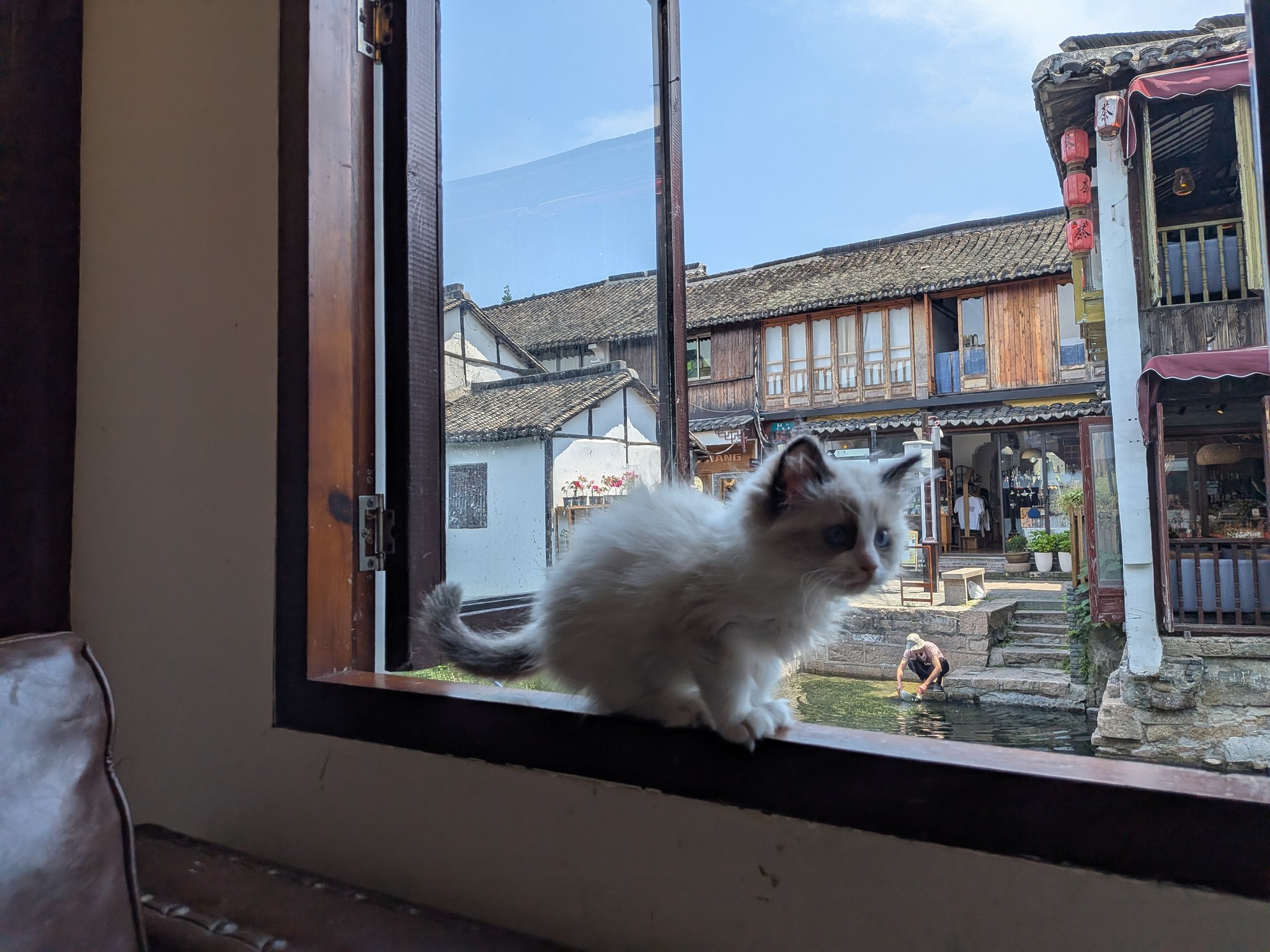 猫カフェの窓辺で運河を眺める猫