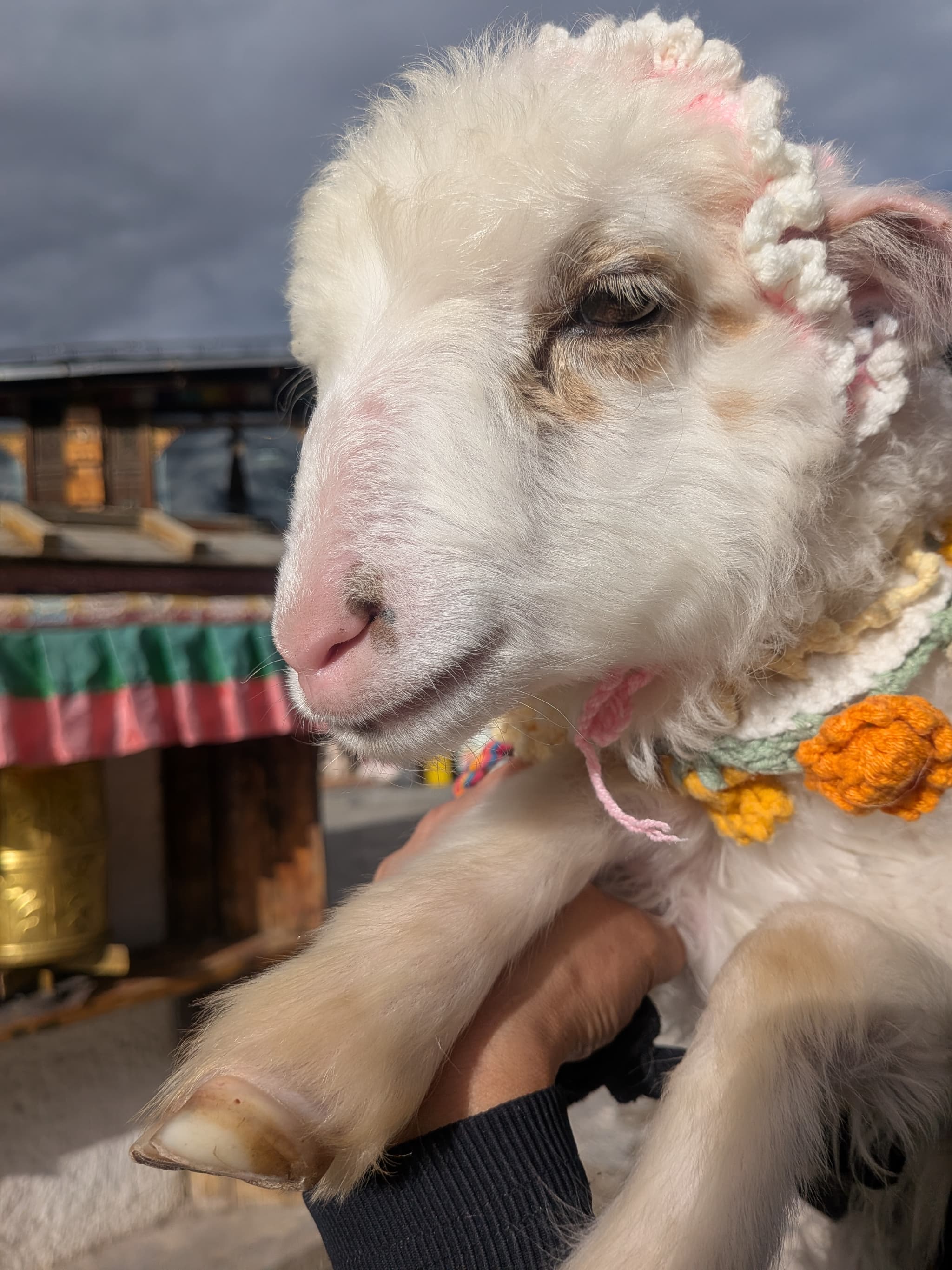 羊と撮った写真（タイとかの蛇と撮るやつの中国版）