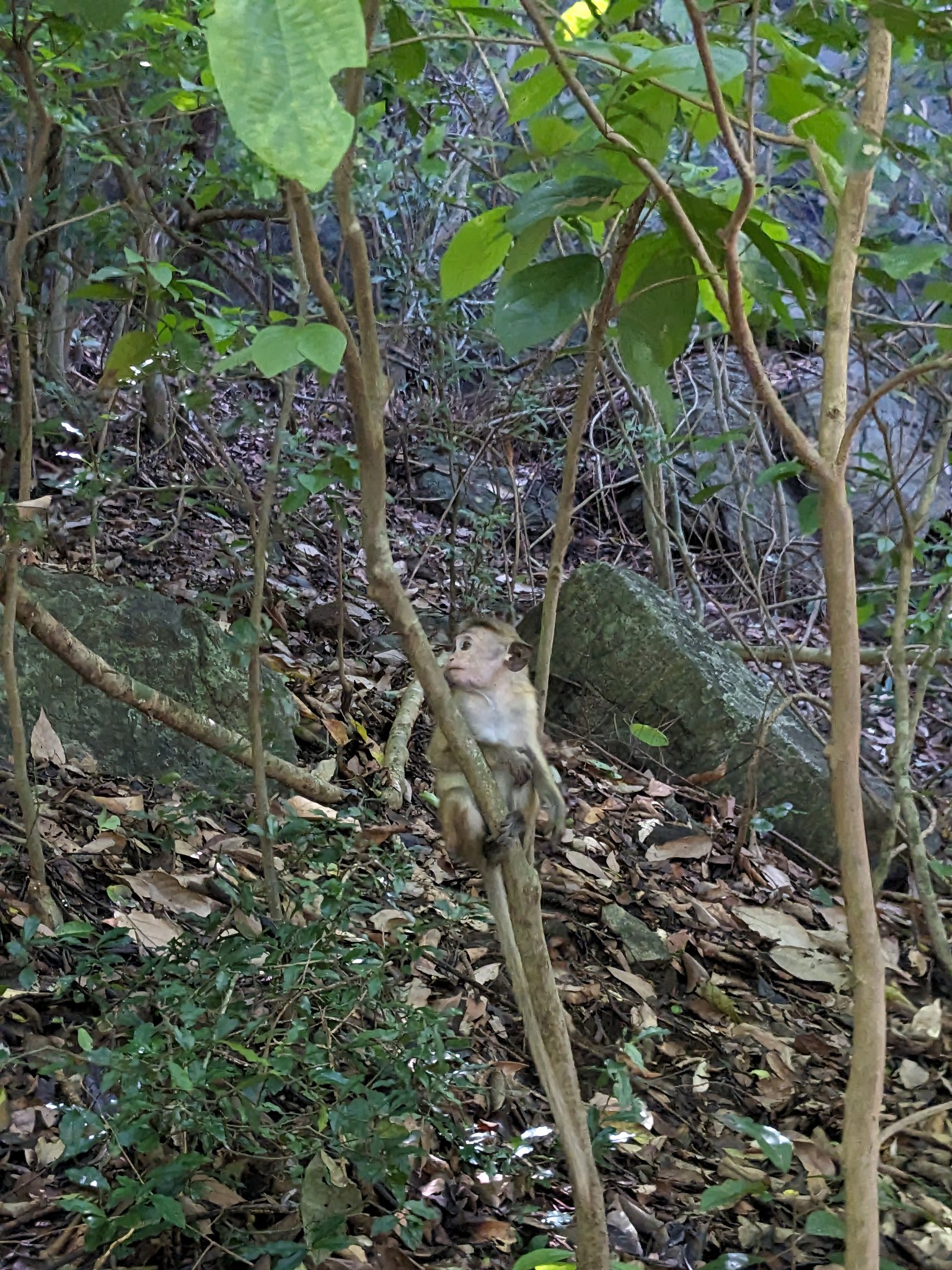 ピドゥランガラの森の猿