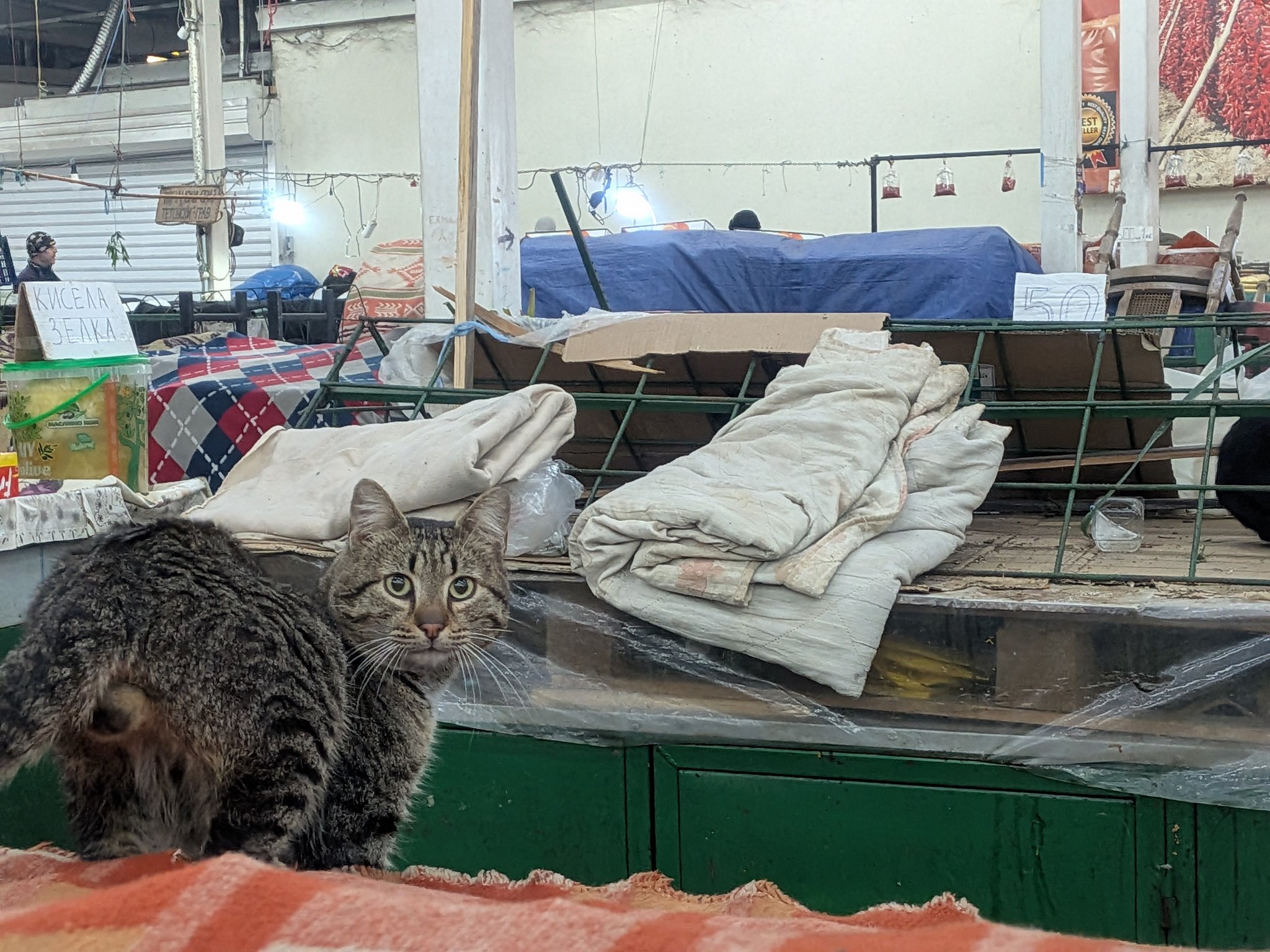 ビット・パザルの屋台で寝ている猫