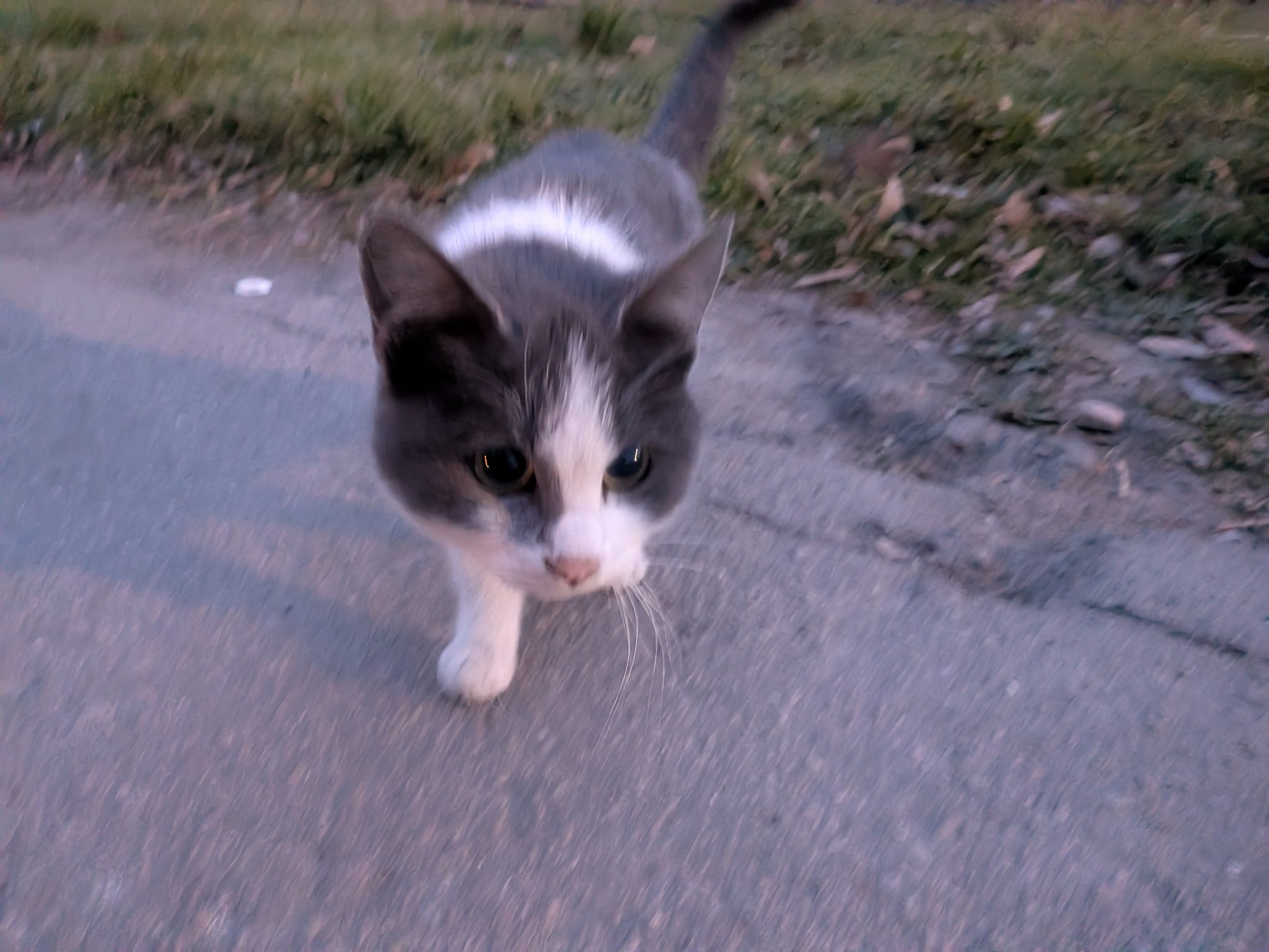 スコピエ要塞の野良猫