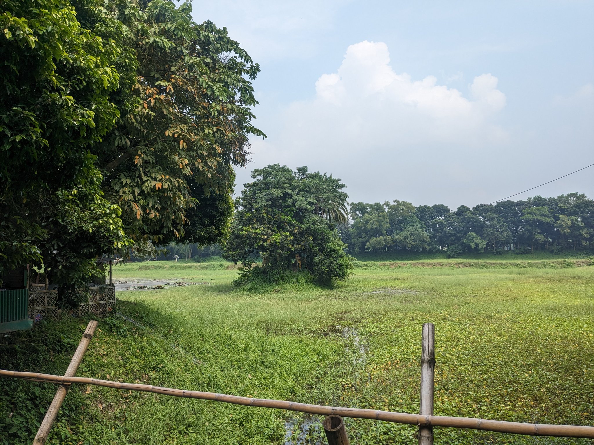 公園の緑の草原