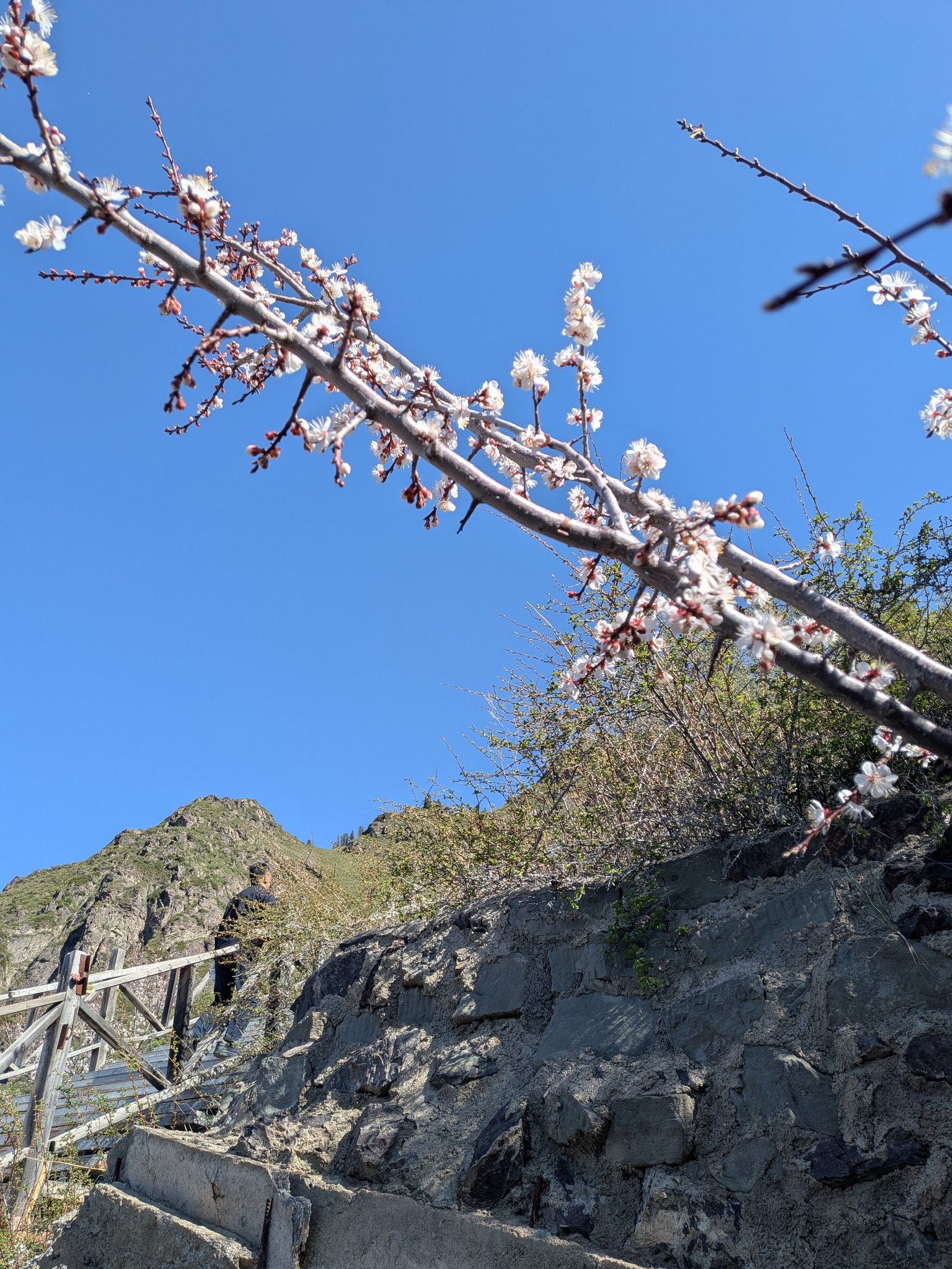 お寺の近くに咲いていた花