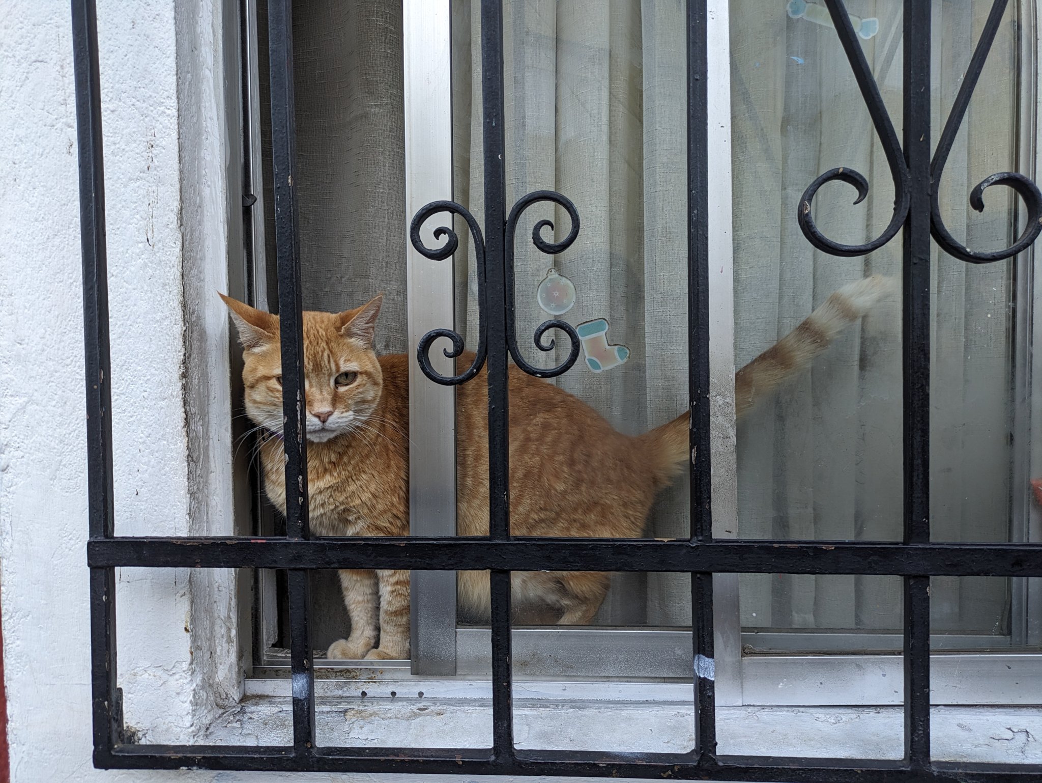 コンセプシオンの丘の窓辺の猫