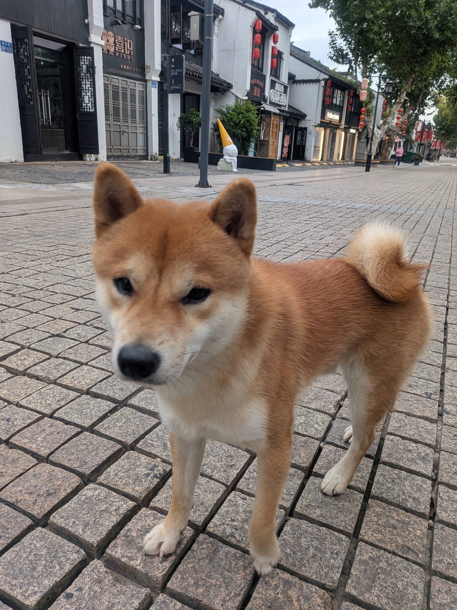 南長街にいた柴犬